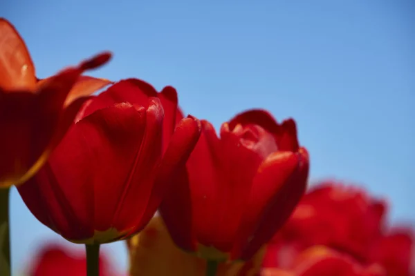 Springtime Beautiful Spring Tulips Flowers Flora — Stock Photo, Image