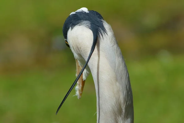 Scenic View Beautiful Bird Nature — Stock Photo, Image