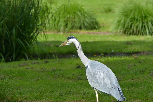 Čáp Bílý Pelecanus Onocrotalus Parku — Stock fotografie