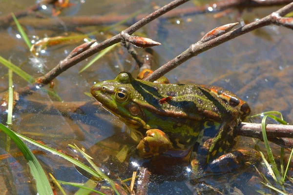 Grenouille Tropicale Amphibien — Photo