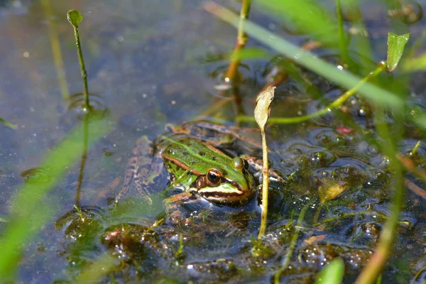 池の中の木のカエル — ストック写真