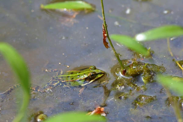 池の中の木のカエル — ストック写真