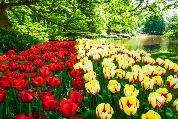 Das Tulpenfeld Keukenhof Blumengarten Lisse Niederland Holland — Stockfoto