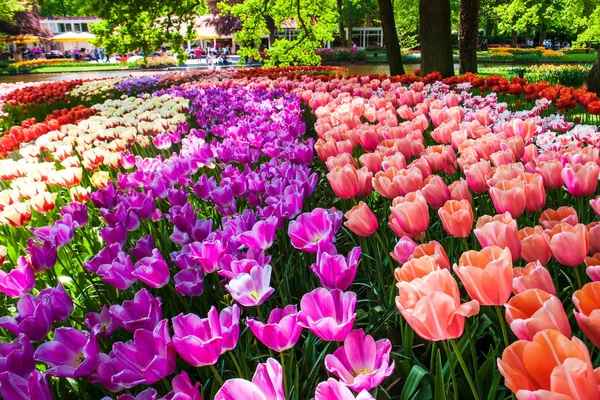 Поле Тюльпанов Цветочном Саду Кекенби Лиссе Нидерланды Голландия — стоковое фото