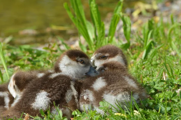 Nilgäss Vid Sjön — Stockfoto