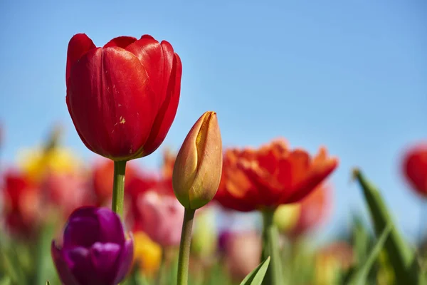 Meadow Tulips Field Flowers — Stock Photo, Image