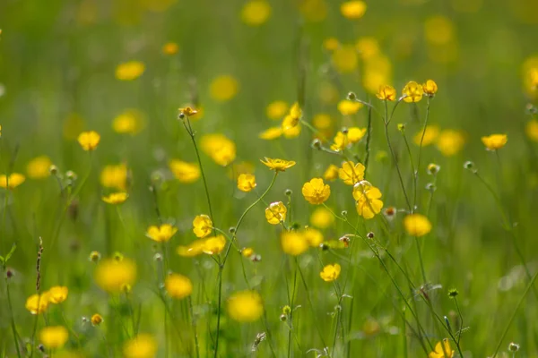 Yellow Wildflowers Meadow Bright Sunshine — Stock Photo, Image