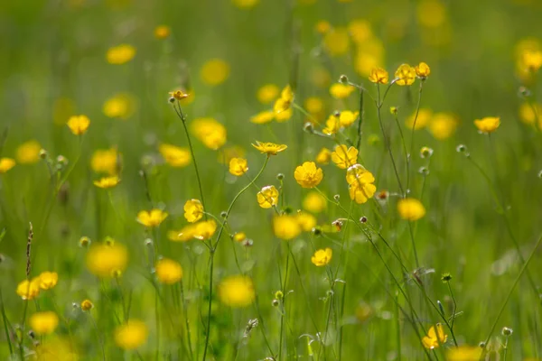 Gula Blommor Äng Strålande Solsken — Stockfoto