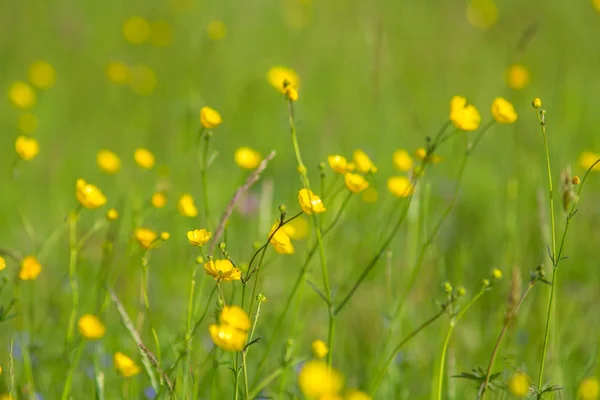 Parlak Güneş Işığı Sarı Çiçekler Çayır — Stok fotoğraf