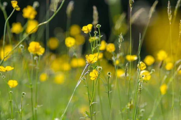 Sarı Buttercup Yakın Çekim Yeşil Çayır Arka Plan Üzerinde — Stok fotoğraf