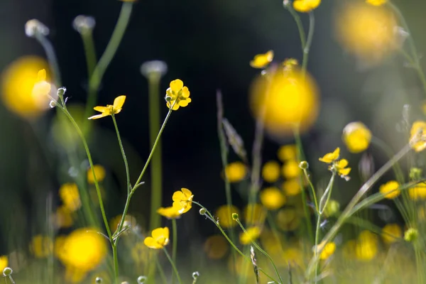 Sarı Buttercup Yakın Çekim Yeşil Çayır Arka Plan Üzerinde — Stok fotoğraf