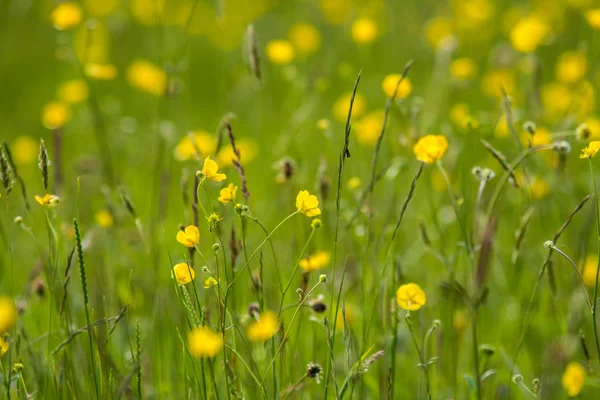 Gula Blommor Äng Strålande Solsken — Stockfoto