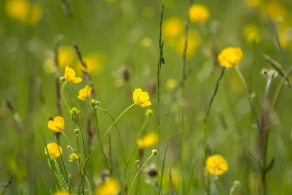 Gula Blommor Äng Strålande Solsken — Stockfoto