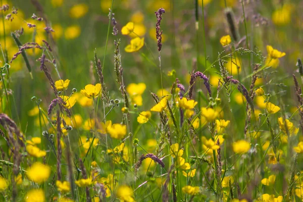 Prairie Fleurs Sauvages Jaunes Sous Soleil Éclatant — Photo
