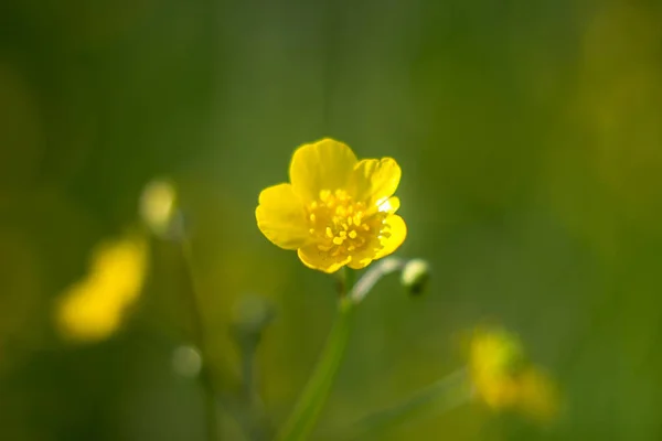 Sarı Buttercup Yakın Çekim Yeşil Çayır Arka Plan Üzerinde — Stok fotoğraf