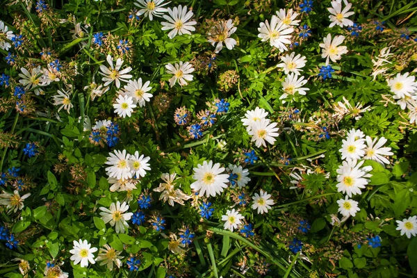 Field Keukenhof Flower Garden Lisse Netherlands Holland — Stock Photo, Image