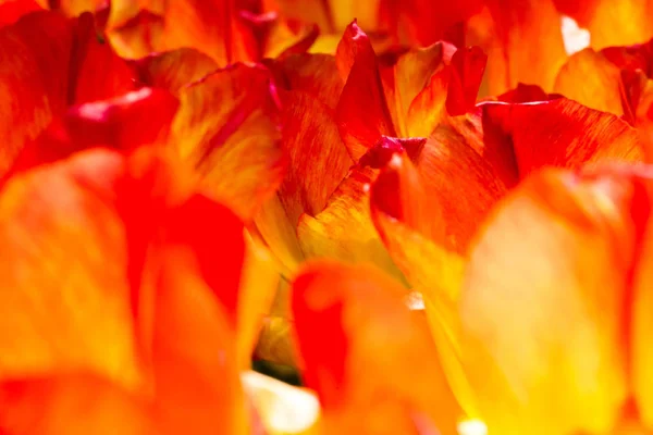 Les Tulipes Colorées Ferment Dans Jardin Fleuri Keukenhof Lisse Pays — Photo