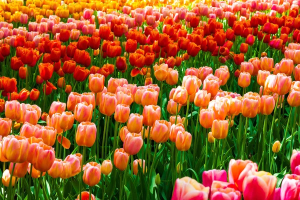 Tulpan Fältet Keukenhof Blomsterträdgård Lisse Nederländerna Holland — Stockfoto