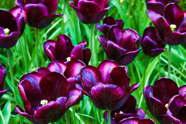 Цветные Тюльпаны Цветочном Саду Кеукенби Лиссе Нидерланды Голландия — стоковое фото
