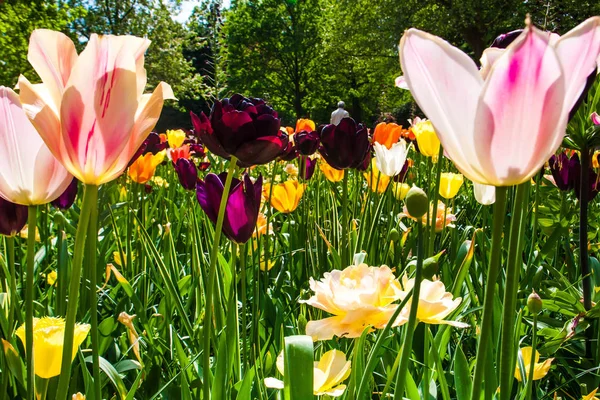 Barevné Tulipány Zblízka Holandsku Keukenhof Květinové Zahrady Lisse Nizozemsko — Stock fotografie