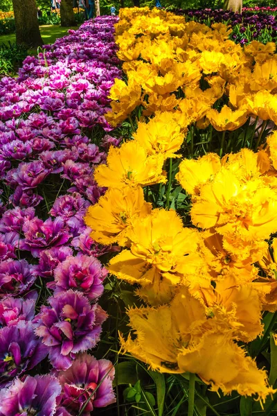 Das Tulpenfeld Keukenhof Blumengarten Lisse Niederland Holland — Stockfoto