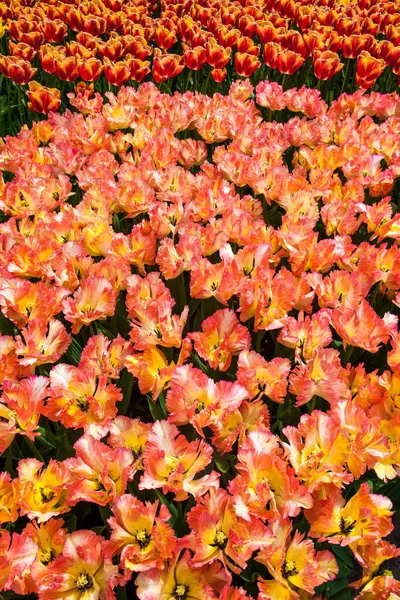 Lale Alan Keukenhof Çiçek Bahçesi Lisse Hollanda Hollanda — Stok fotoğraf