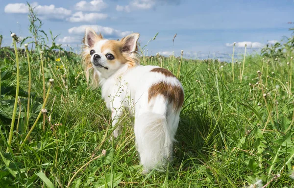 Chihuahua Standing Meadow Turns His Head Camera — Stock Photo, Image