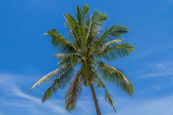 Kokospalm Den Blå Himlen Bakgrund Till Havet — Stockfoto