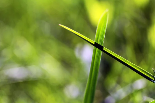 Lames Herbe Coupées Les Lames Graminées Croisent — Photo