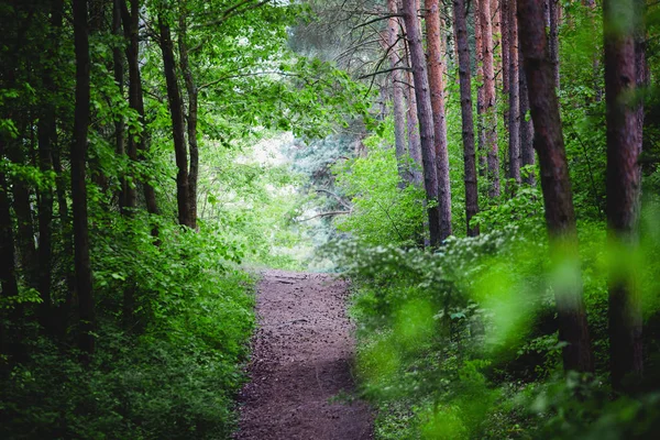 Símbolo Del Sendero Del Bosque Mágico Para Camino Correcto Hacia —  Fotos de Stock