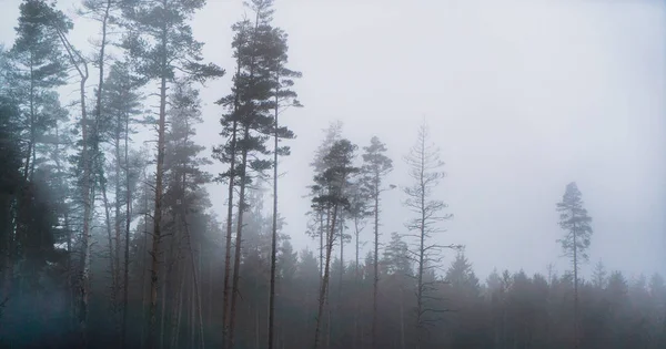Nevoeiro Manhã Floresta Preta Branca — Fotografia de Stock