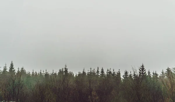 Nevoeiro Manhã Floresta Preta Branca — Fotografia de Stock