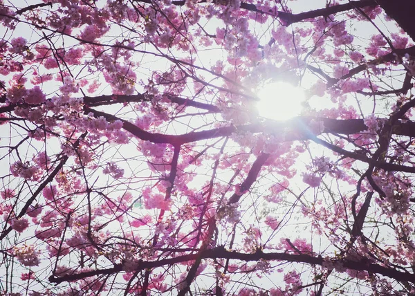 Pembe Kiraz Çiçekleri Sakura Sezon Veya Hanami — Stok fotoğraf