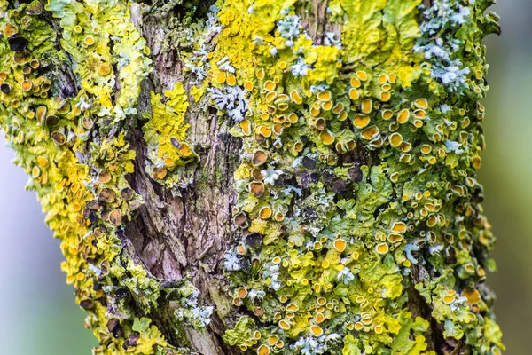 Žlutá Lišejníky Stromě Zblízka Makro — Stock fotografie