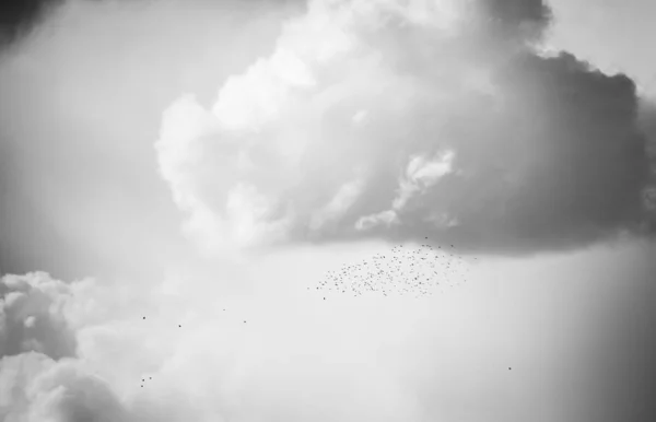 印象的な雲の風景の空に鳥の群れ — ストック写真