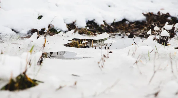 Κατεψυγμένα Λακκούβα Λεπίδες Της Χλόης Και Χιόνι — Φωτογραφία Αρχείου