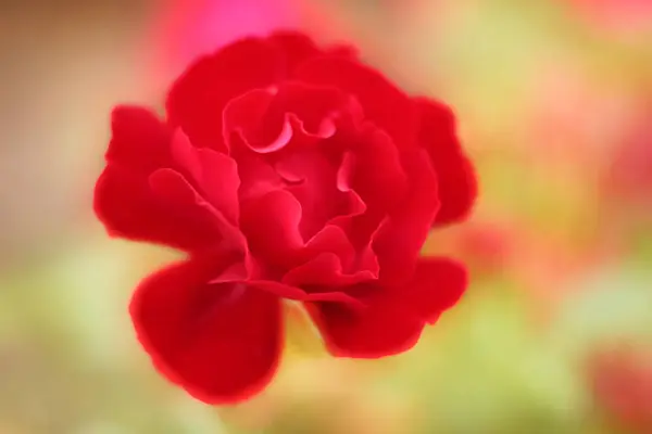 Rosenblütenblätter Flora Schönheit — Stockfoto