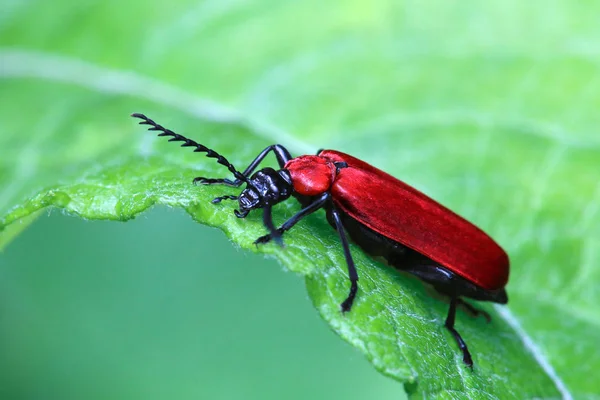 Macro Scarlet Firefly Pyrochroa Coccinea — Foto de Stock