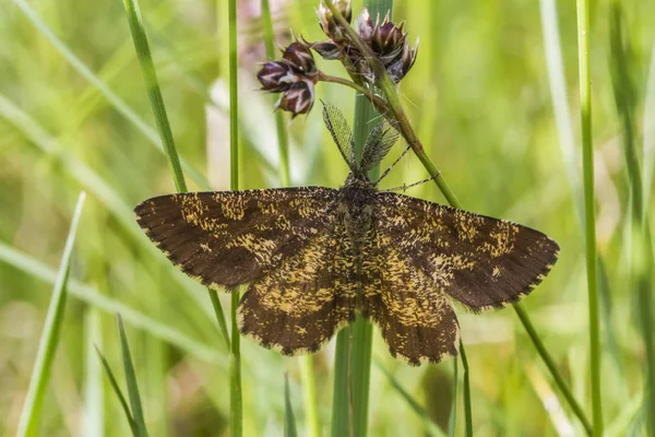 Vřes Sedí Stéble Trávy — Stock fotografie