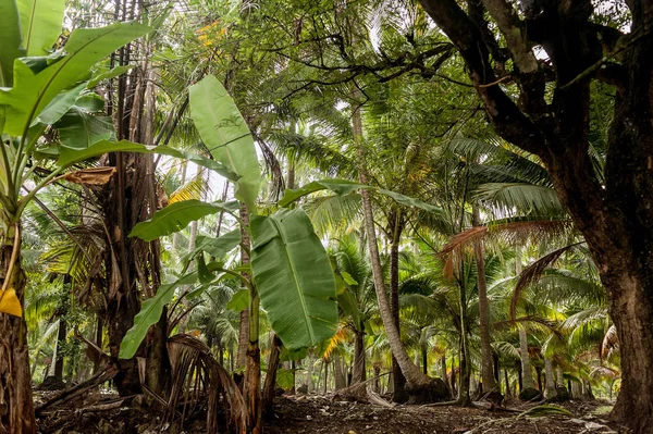 Cielo Nublado Azul Través Palmeras Verdes — Foto de Stock