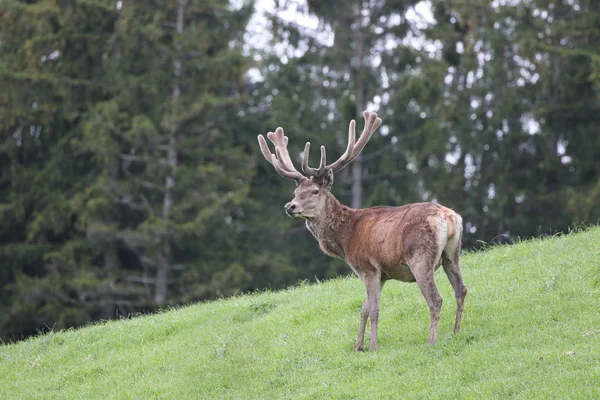 Imagen Animal Imagen Aire Libre —  Fotos de Stock