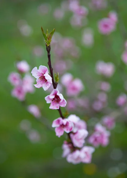 春の花木の枝に春の花を咲かせ — ストック写真