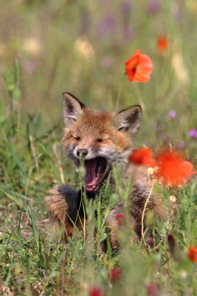 Kleine Füchsin Mohn — Stockfoto