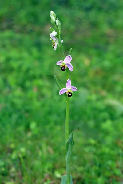 Orchidée Fleurs Ophrys Apifera — Photo