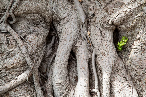 Très Vieilles Racines Grises Nouées Sur Leur Arbre — Photo