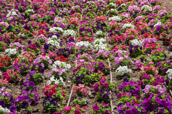 Ein Buntes Blumenbeet Mit Vielen Petunien — Stockfoto