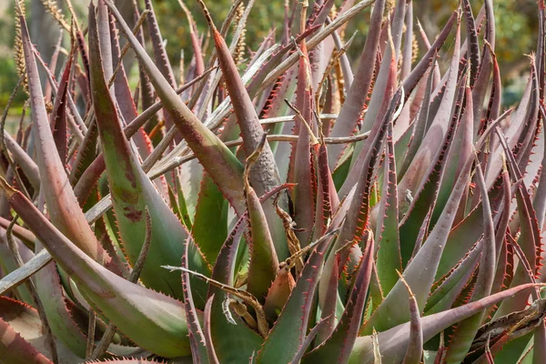 Zelený Červený Keř Vyrobený Kaktusových Brků — Stock fotografie