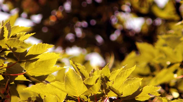 カエデの葉 木の葉 — ストック写真