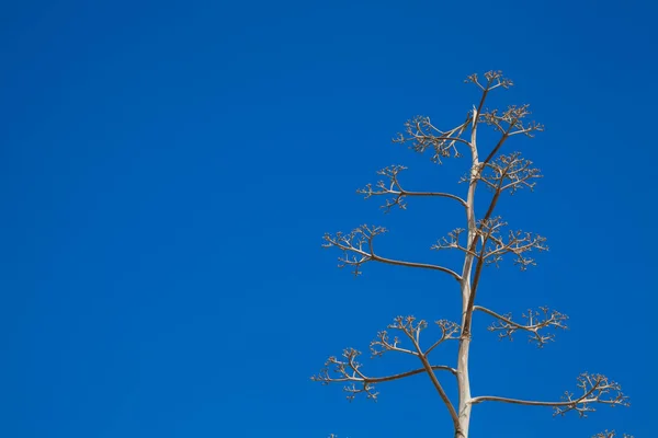 Ett Tätt Och Smalt Träd Över Blå Himmel — Stockfoto
