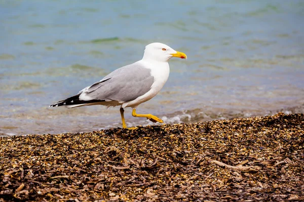 Vue Panoramique Magnifiques Oiseaux Mouettes Nature — Photo